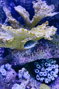 reef