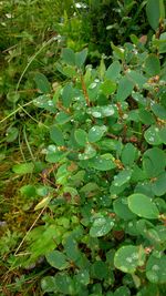 Close-up of fresh green plant