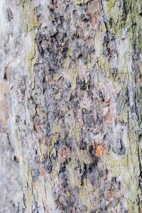 Full frame shot of tree trunk