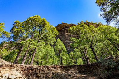 Low angle view of trees against sky