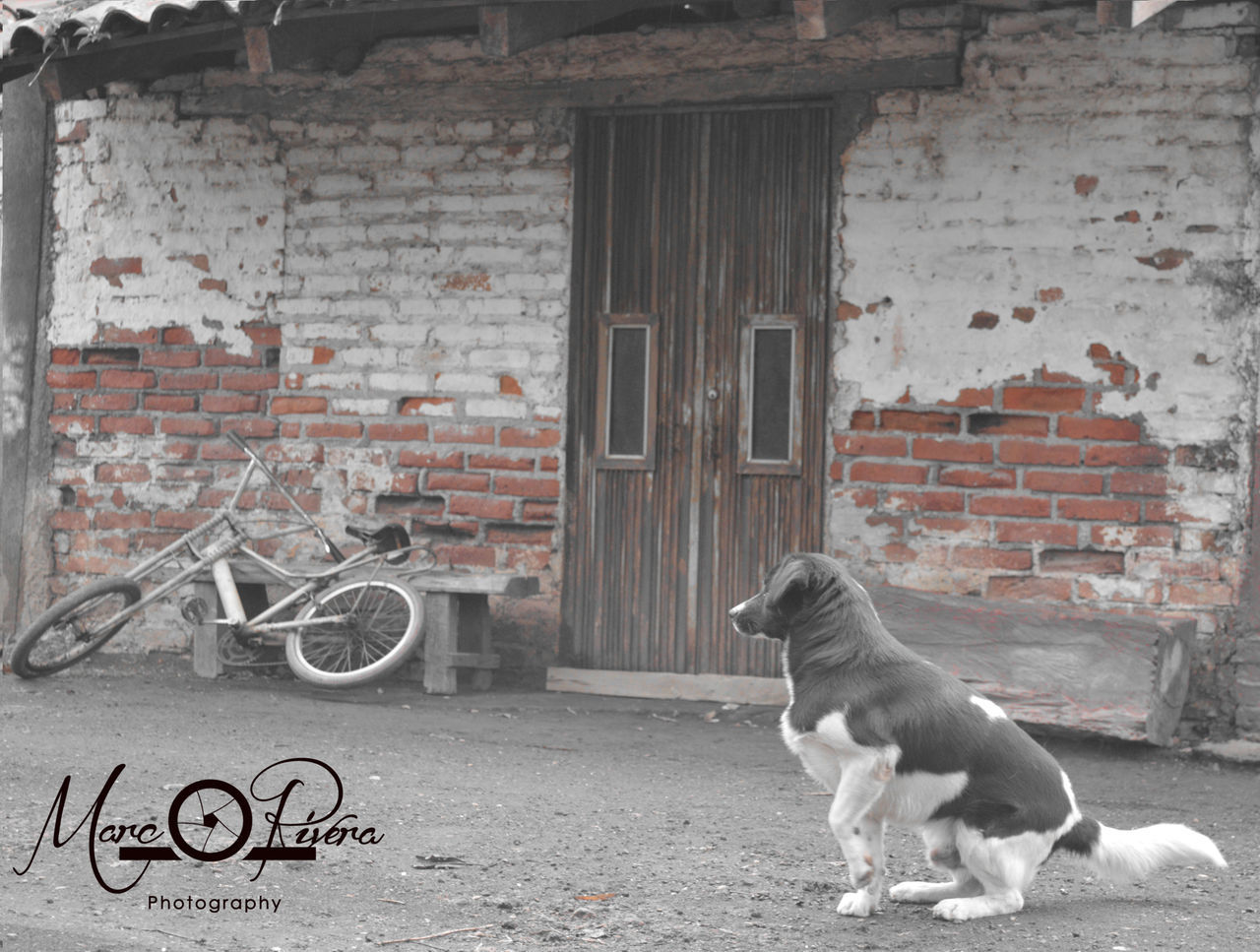 domestic animals, animal themes, building exterior, architecture, built structure, one animal, mammal, pets, dog, brick wall, wall - building feature, full length, house, street, side view, outdoors, residential structure, day, wall, two animals