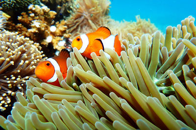 Fish swimming in sea