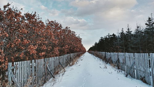 Bare trees on snow covered landscape against sky