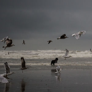 Flock of seagulls on beach