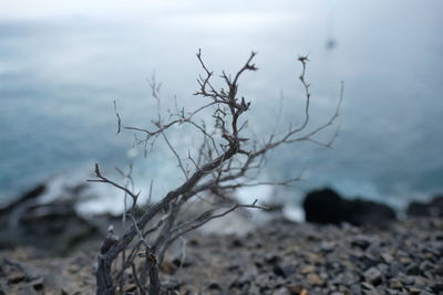 Close-up of bare tree on beach