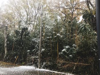 Close-up of trees in snow