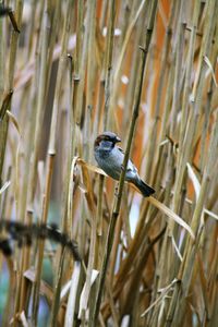 Close-up of bird perching on plant