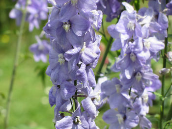 Close-up of purple flowering plants