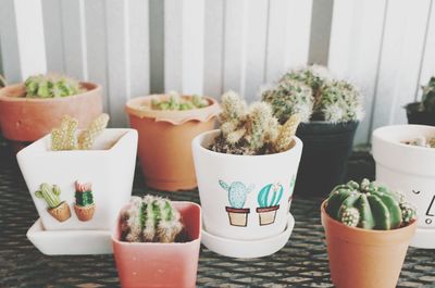 Close-up of potted plants on table