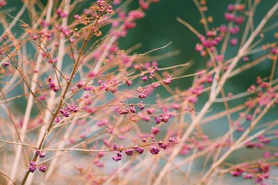 Close-up of pink berries growing outdoors