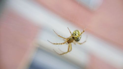 Close-up of insect