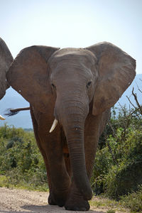 African elephant on road 