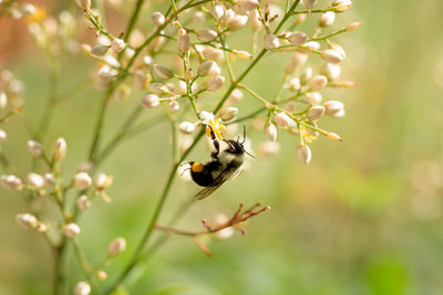 Close-up of butterfly perching on branch
