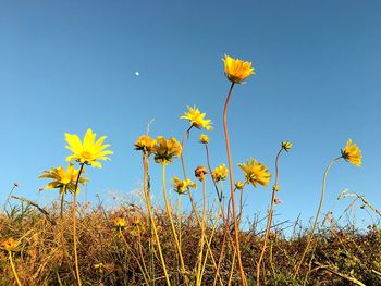 Low angle view of flowers growing in field against clear sky