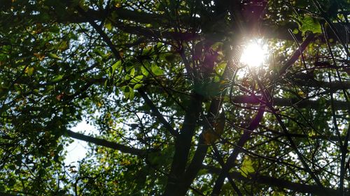 Low angle view of sunlight streaming through trees in forest