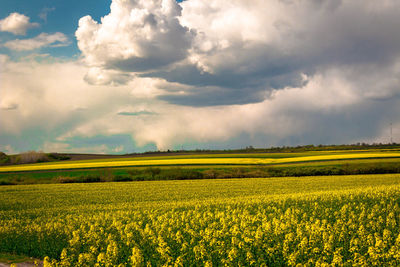 Scenic view of oilseed rape field against sky