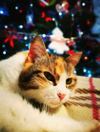 Portrait of cat on illuminated christmas lights