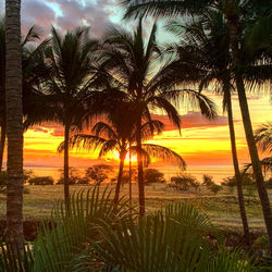 Silhouette palm trees on beach against sky during sunset