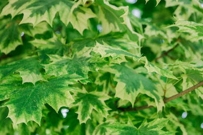 Close-up of fresh green leaves