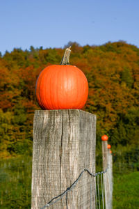 Close-up of pumpkin on wooden fence at field