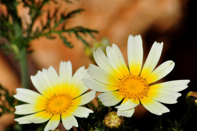 Close-up of yellow flowers blooming outdoors