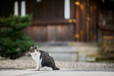 A cat sitting in front of a temple