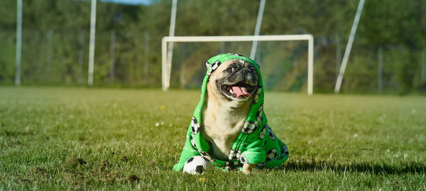 Dog with soccer motive on wardrobe sitting proud at soccer field.  little cute pug.