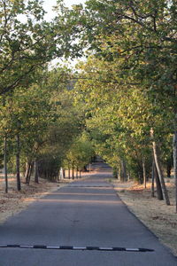 Empty road amidst trees in city