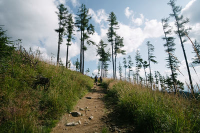Footpath amidst trees in forest against sky