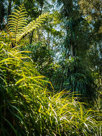 Trees growing in forest