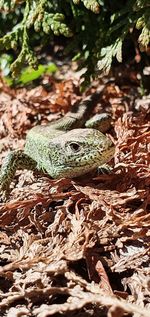 Close-up of lizard on field in forest