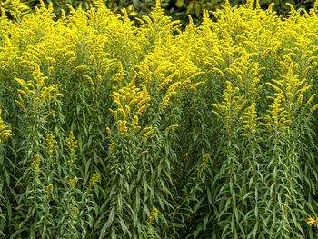 Full frame shot of yellow flowering plants on field