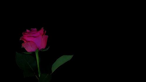 Close-up of pink rose against black background