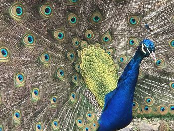 Close-up of peacock