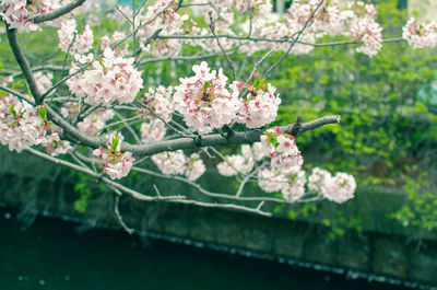 Close-up of pink cherry blossom tree