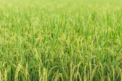 Full frame shot of stalks in field