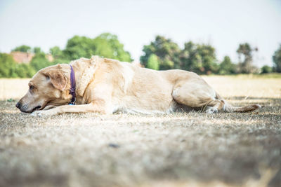 Close-up of a dog sleeping on the ground