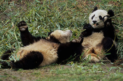 View of two cats lying on grass