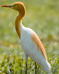 Close-up of a bird on field