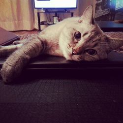 Close-up portrait of cat lying on floor