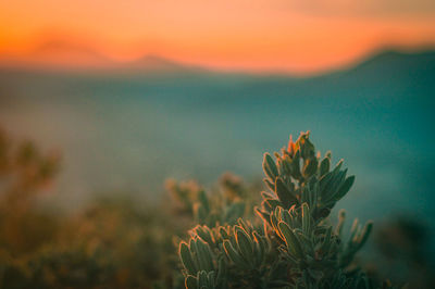 Close-up of plant growing against sky at sunset