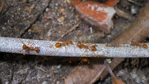 Close-up of insect on rusty metal