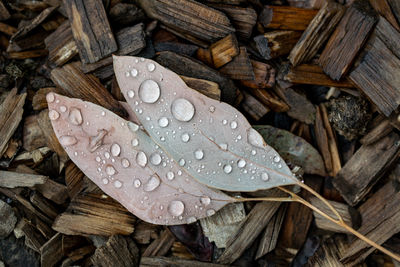 Winter shot of a pair of leaves lying on wood chips. beautiful round water droplets on the leaves. 