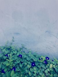 High angle view of flowers floating on water