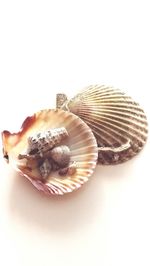 Close-up view of seashell