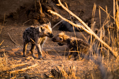 View of two dogs running