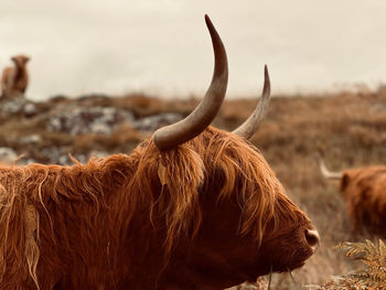 Highland cow