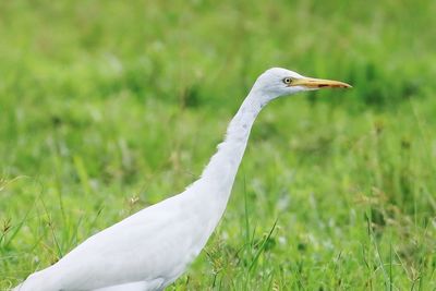 Close-up of a bird on grass