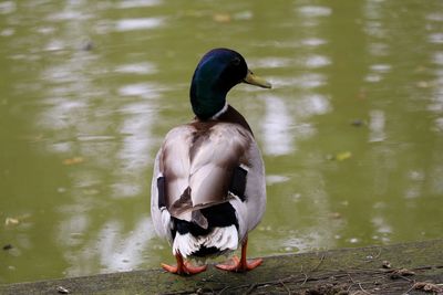 Bird swimming in lake