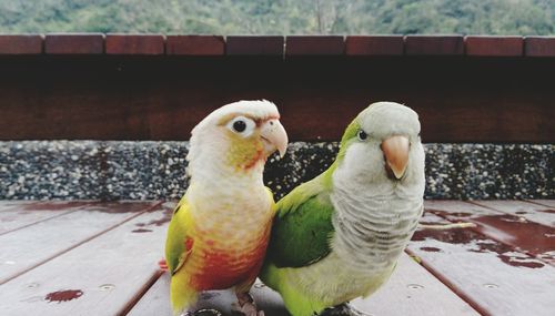 Close-up of parrots on boardwalk